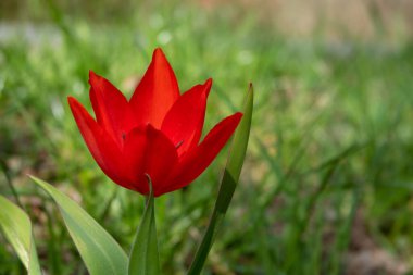 Kırmızı lale yeşil bir çayırda tek başına duruyor.