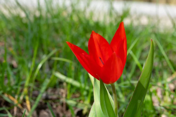 a red tulip stands alone on a green meadow