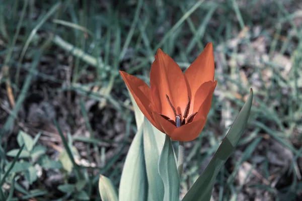 Red Tulip Stands Alone Green Meadow — Stock Photo, Image