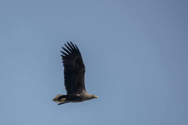 Ein Seeadler Fliegt Auf Der Suche Nach Beute Den Blauen — Stockfoto