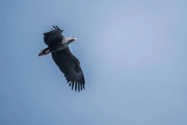 Mavi Gökyüzünde Avını Arayan Bir Deniz Kartalı — Stok fotoğraf