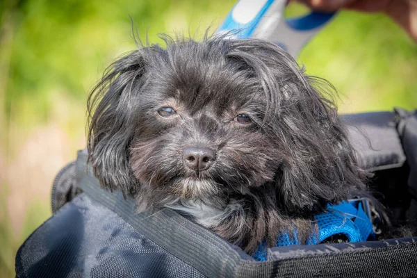 Petit Chien Bolonka Assis Dans Panier Vélo — Photo