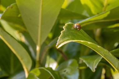 Asyalı palyaço uğur kuşu yeşil bir bitkinin içinde oturur.