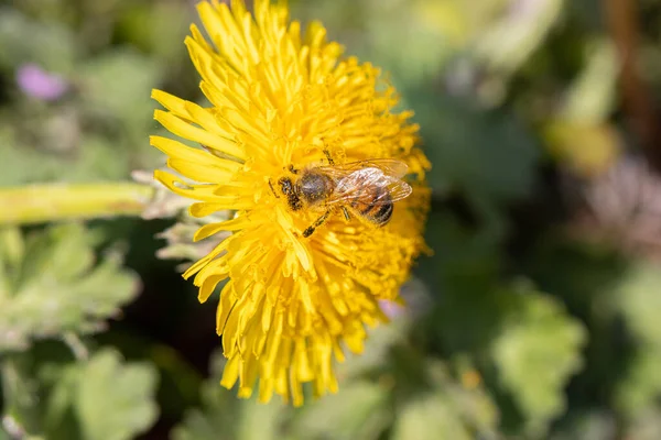 Eine Honigbiene Sammelt Pollen Einer Löwenzahnblüte — Stockfoto