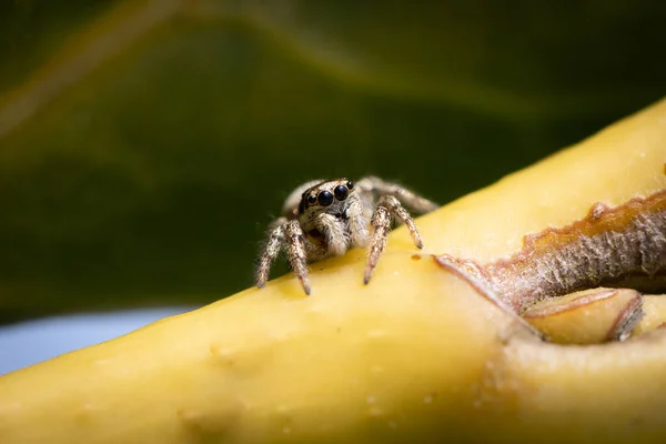 Una Pequeña Araña Cebra Sienta Una Planta Verde Espera Presa —  Fotos de Stock