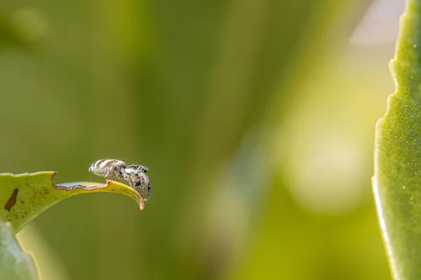 Una Pequeña Araña Cebra Sienta Una Planta Verde Espera Presa — Foto de Stock