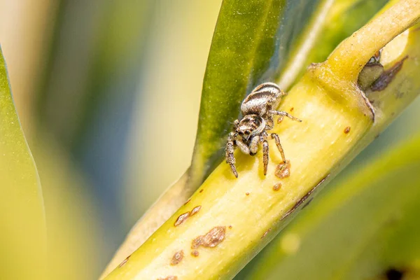 Una Pequeña Araña Cebra Sienta Una Planta Verde Espera Presa —  Fotos de Stock