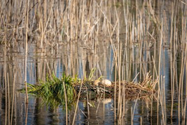 2 yumurtası olan terk edilmiş bir el çantası suda.