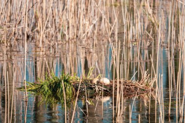 2 yumurtası olan terk edilmiş bir el çantası suda.