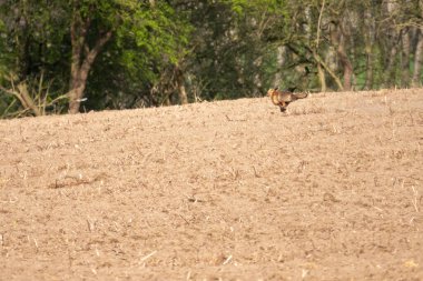 Kırmızı-kahverengi tilki tarlada koşuyor.