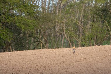 Kırmızı-kahverengi tilki tarlada koşuyor.