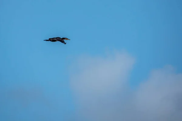 Cormorán Negro Vuela Sobre Lago — Foto de Stock