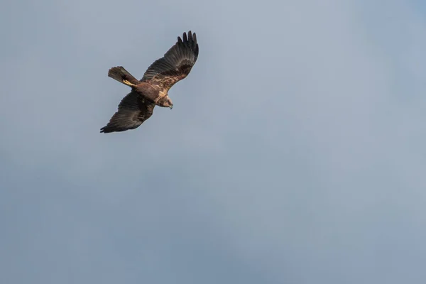 Une Buse Vole Dans Ciel Recherche Proies — Photo