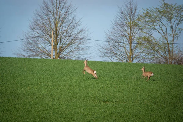 两只棕色的鹿快跑过一片绿地 — 图库照片