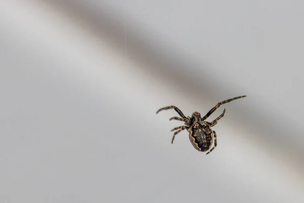 Close Uma Pequena Aranha Espreita Teia Para Presa — Fotografia de Stock