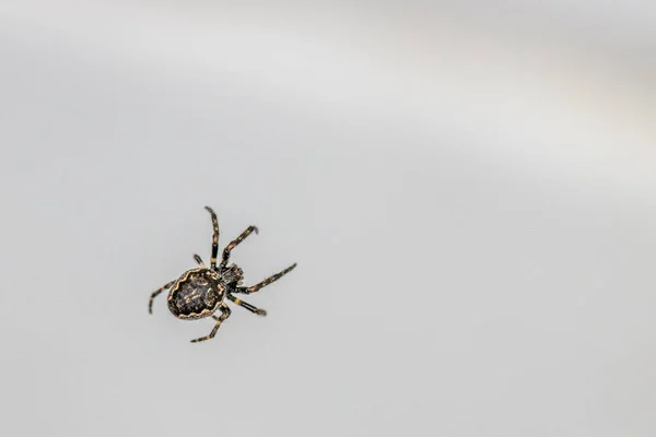 Primer Plano Una Pequeña Araña Acechando Red Busca Presas —  Fotos de Stock