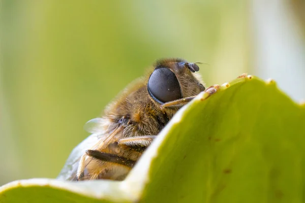 Detailní Záběr Včely Medonosné Zeleném Listu — Stock fotografie