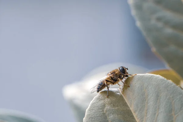 Nahaufnahme Einer Honigbiene Die Auf Einem Grünen Blatt Ruht — Stockfoto