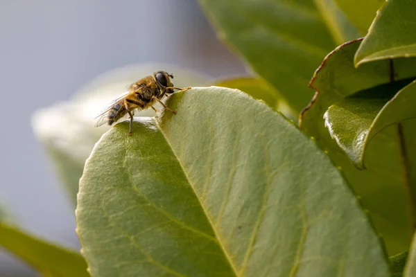 Nahaufnahme Einer Honigbiene Die Auf Einem Grünen Blatt Ruht — Stockfoto