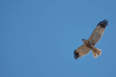 Bir bataklık gemisi mavi gökyüzünde uçar ve avını arar.