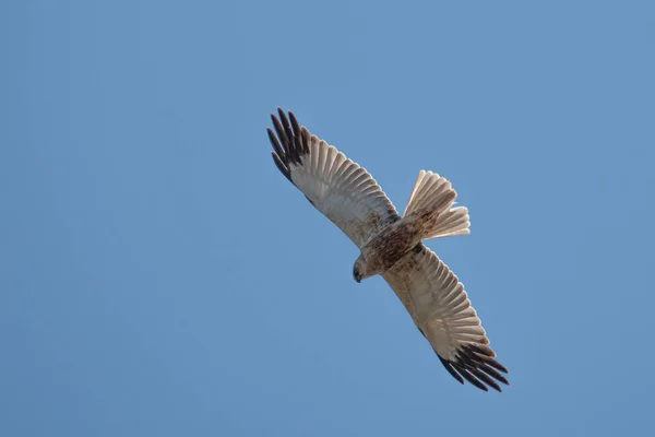 Een Moeraskiekendief Vliegt Blauwe Lucht Zoekt Prooi — Stockfoto