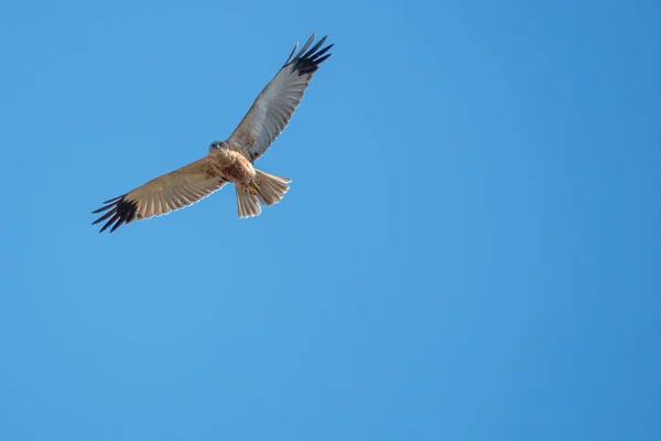 Marais Harrier Vole Dans Ciel Bleu Cherche Des Proies — Photo