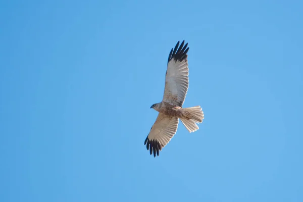 Eine Rohrweihe Fliegt Den Blauen Himmel Und Sucht Nach Beute — Stockfoto
