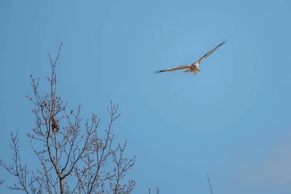 Eine Rohrweihe Fliegt Den Blauen Himmel Und Sucht Nach Beute — Stockfoto