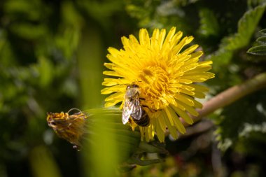 Bal arısı, sarı karahindiba çiçeğinin nektarını toplar.