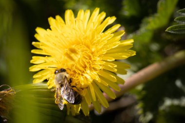 Bal arısı, sarı karahindiba çiçeğinin nektarını toplar.