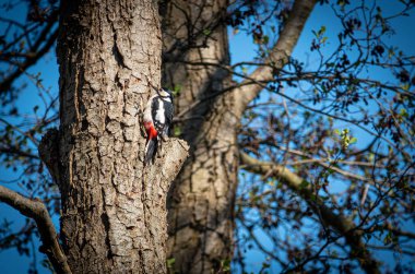 Benekli bir ağaçkakan bir ağaç gövdesinde asılı ve gökyüzü mavi