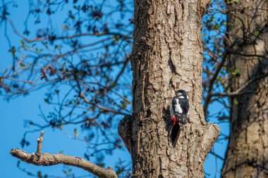 Benekli bir ağaçkakan bir ağaç gövdesinde asılı ve gökyüzü mavi