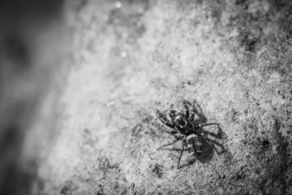 Liten Zebra Hoppande Spindel Sitter Fältsten — Stockfoto