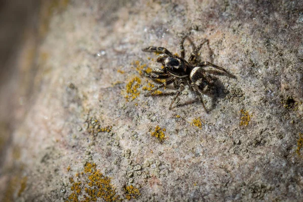 Malý Zebří Skákající Pavouk Sedí Polním Kameni — Stock fotografie