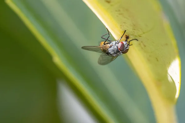 Eine Fliege Hängt Vom Boden Eines Grünen Blattes — Stockfoto