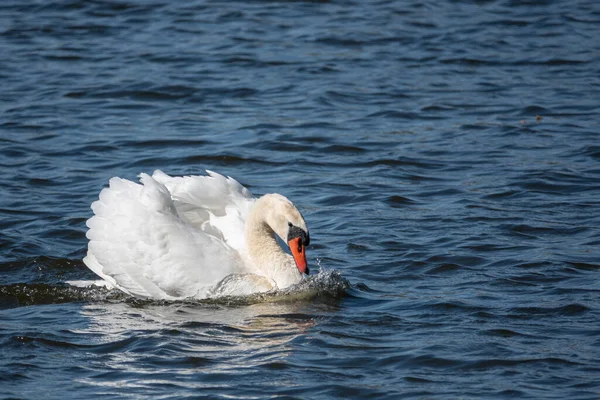 White Swan Swims Threatening Gestures Blue Water — Stock Photo, Image