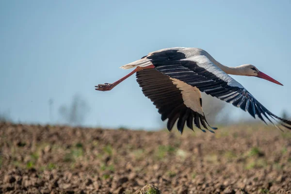 Una Cicogna Bianco Nero Vola Vicino Una Macchina Fotografica Cielo — Foto Stock