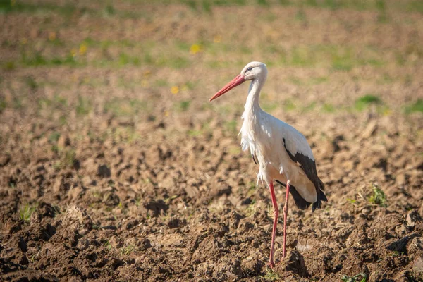 黒と白のコウノトリが畑の上に立ってカメラを見ると — ストック写真