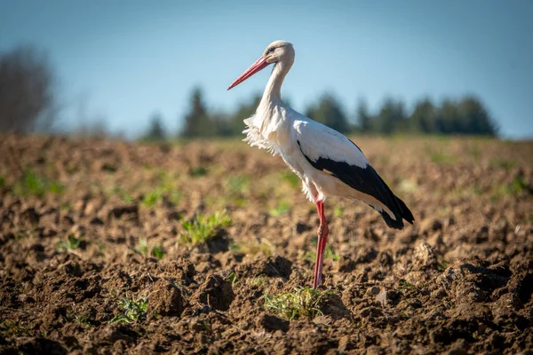 Uma Cegonha Preta Branca Fica Campo Olha Para Câmera — Fotografia de Stock