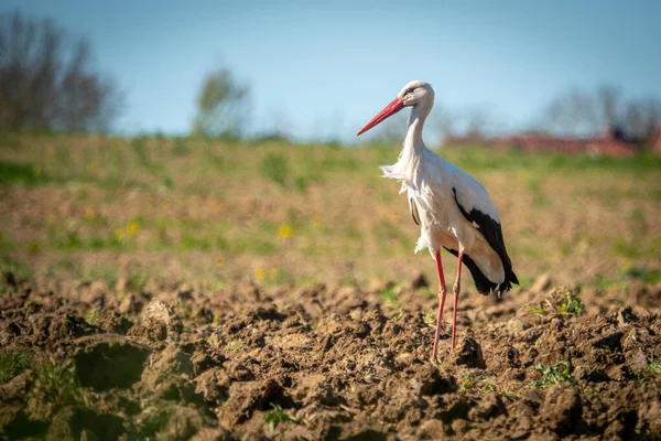 Uma Cegonha Preta Branca Fica Campo Olha Para Câmera — Fotografia de Stock