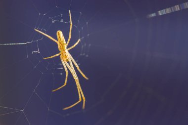 Bir turuncu sedye örümceği avlanmak için ağda pusuda bekliyor.