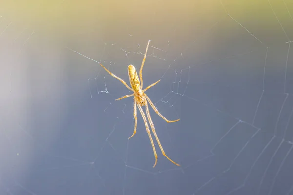 Una Araña Camilla Naranja Está Acecho Una Red Presas —  Fotos de Stock