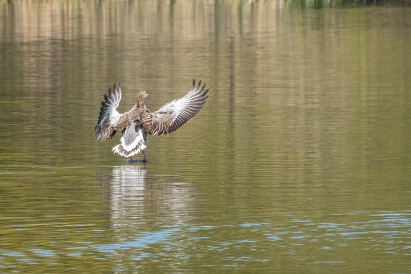 Gâscă Greylag Aterizează Lac După Zbor — Fotografie, imagine de stoc