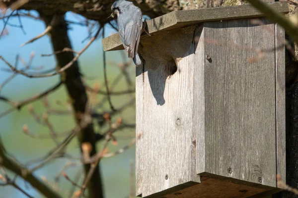 Nuthatch Látja Kölyköket Rovarokkal Egy Madárházban — Stock Fotó