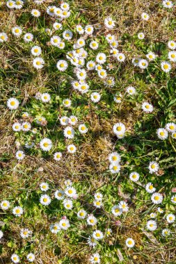 Birçok beyaz ve sarı papatya bir çayırda duruyor.