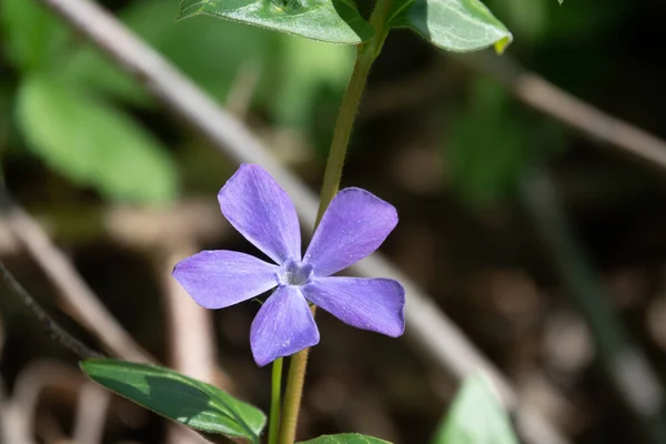 Las Flores Púrpuras Del Resplandor Perenne Hojas Grandes Sol —  Fotos de Stock