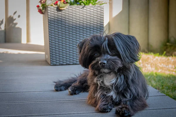 Portrait Une Bolonka Noire Assise Sur Une Terrasse — Photo