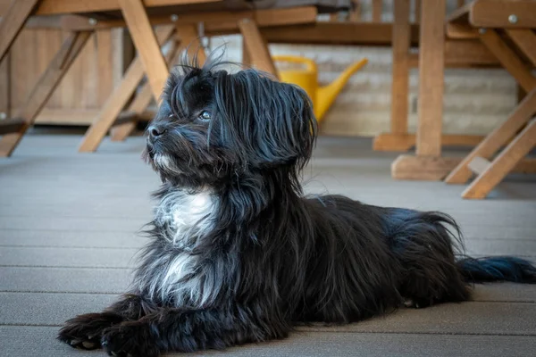 Portrait Une Bolonka Noire Assise Sur Une Terrasse — Photo