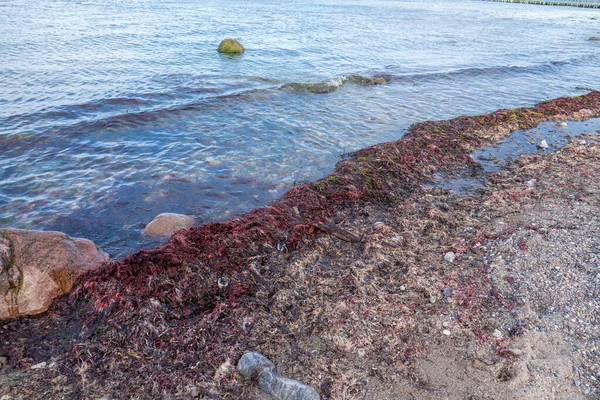 red algae are washed up on the beach of the Baltic Sea