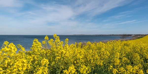 a yellow rape plant stands in a yellow rape field and in the background is the Baltic Sea